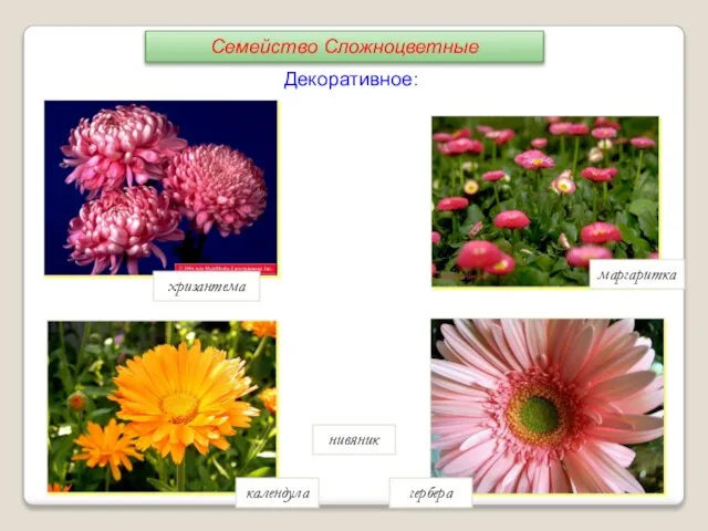 маргаритка гербера календула нивяник хризантема Декоративное: Семейство Сложноцветные