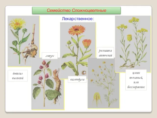 девясил высокий лопух календула ромашка аптечная цмин песчаный, или бессмертник Лекарственное: Семейство Сложноцветные