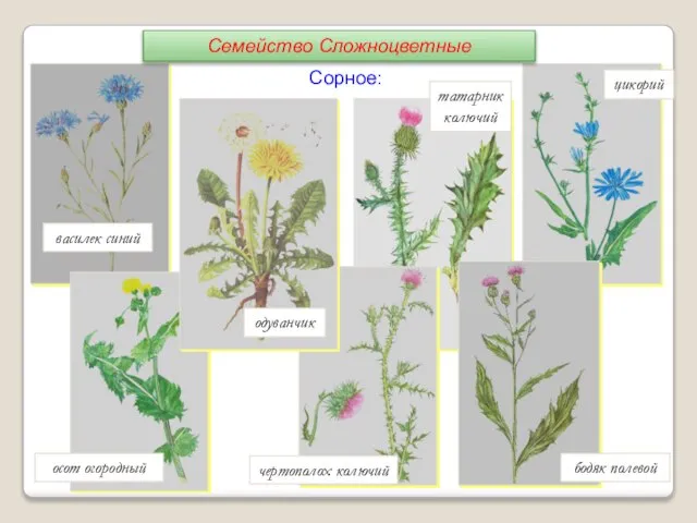 татарник колючий цикорий бодяк полевой одуванчик василек синий чертополох колючий осот огородный Сорное: Семейство Сложноцветные