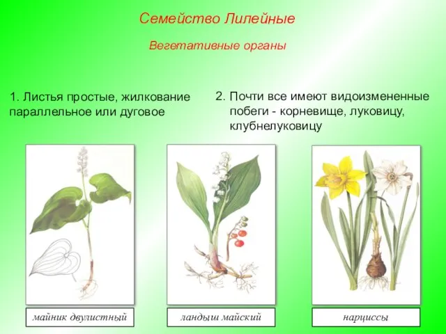 1. Листья простые, жилкование параллельное или дуговое 2. Почти все имеют видоизмененные