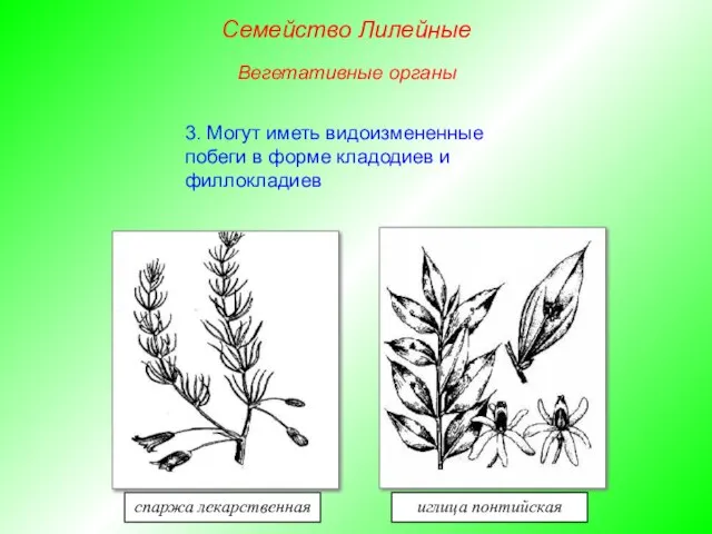 3. Могут иметь видоизмененные побеги в форме кладодиев и филлокладиев спаржа лекарственная