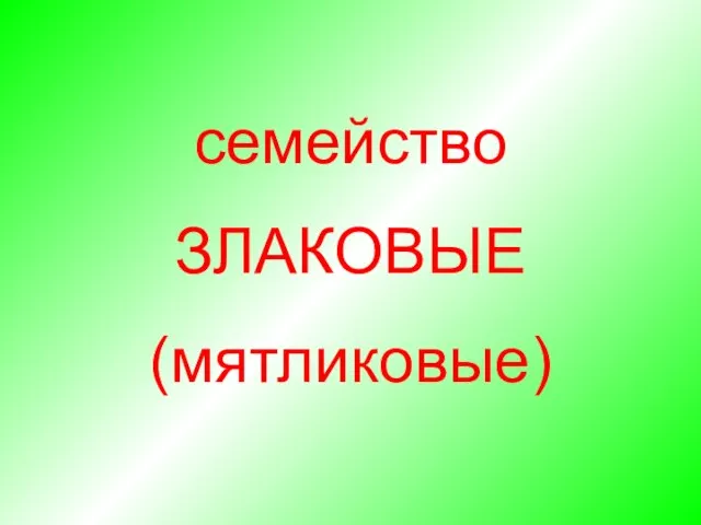 семейство ЗЛАКОВЫЕ (мятликовые)