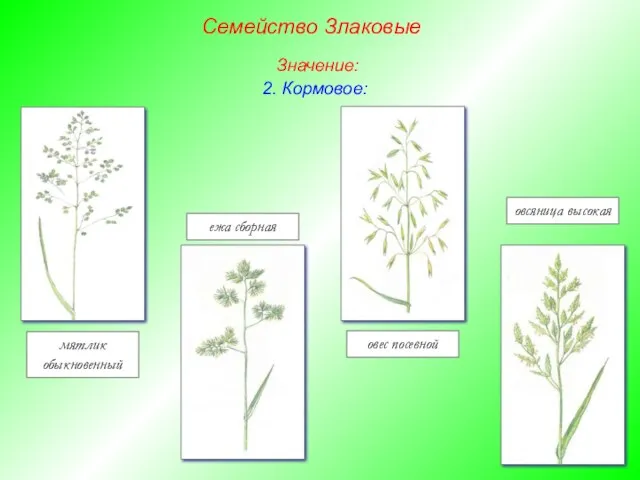 мятлик обыкновенный ежа сборная овес посевной овсяница высокая Семейство Злаковые Значение: 2. Кормовое:
