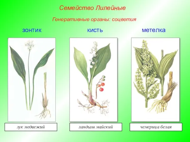 зонтик метелка кисть лук медвежий ландыш майский чемерица белая Семейство Лилейные Генеративные органы: соцветия