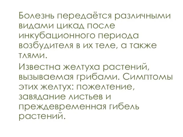 Болезнь передаётся различными видами цикад после инкубационного периода возбудителя в их теле,