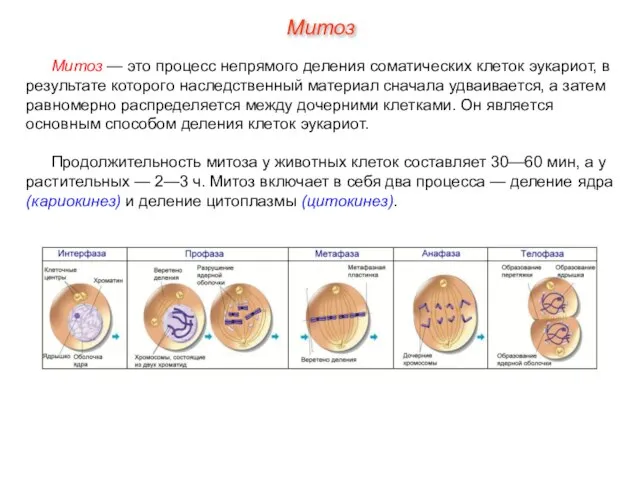 Митоз — это процесс непрямого деления соматических клеток эукариот, в результате которого