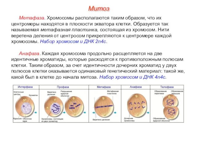 Метафаза. Хромосомы располагаются таким образом, что их центромеры находятся в плоскости экватора