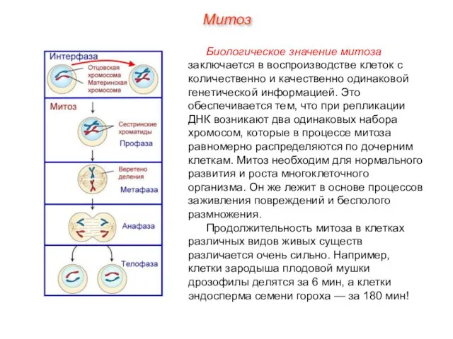 Биологическое значение митоза заключается в воспроизводстве клеток с количественно и качественно одинаковой