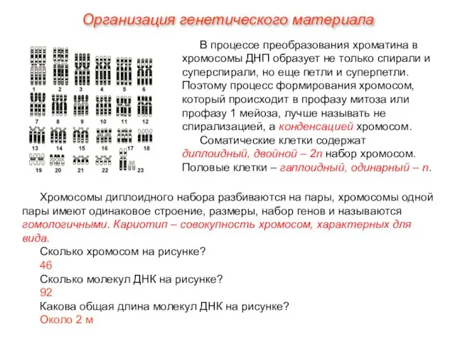 В процессе преобразования хроматина в хромосомы ДНП образует не только спирали и