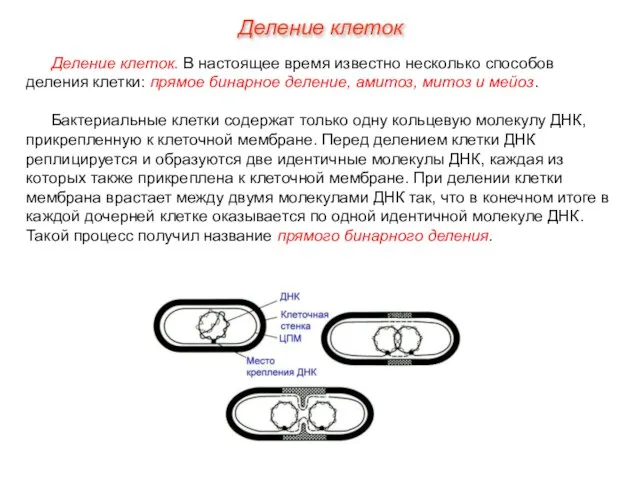 Деление клеток. В настоящее время известно несколько способов деления клетки: прямое бинарное