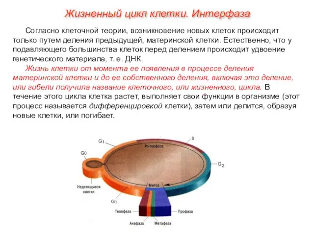 Согласно клеточной теории, возникновение новых клеток происходит только путем деления предыдущей, материнской