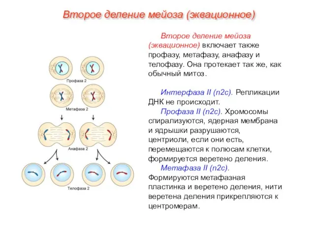 Второе деление мейоза (эквационное) включает также профазу, метафазу, анафазу и телофазу. Она
