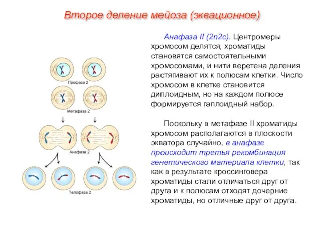 Анафаза II (2n2с). Центромеры хромосом делятся, хроматиды становятся самостоятельными хромосомами, и нити