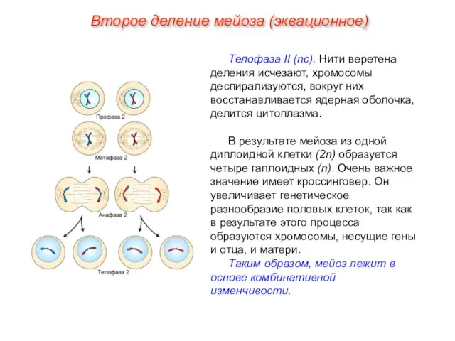 Телофаза II (nс). Нити веретена деления исчезают, хромосомы деспирализуются, вокруг них восстанавливается