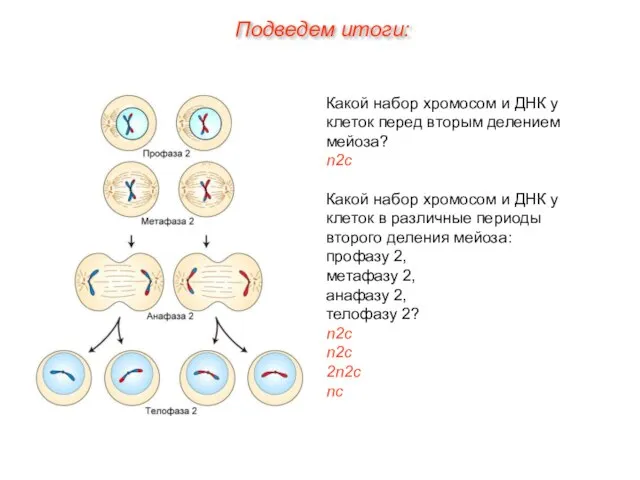 Какой набор хромосом и ДНК у клеток перед вторым делением мейоза? n2c