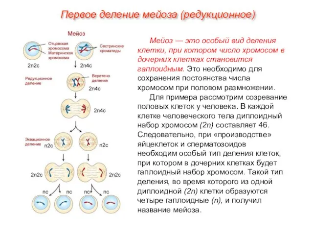 Мейоз — это особый вид деления клетки, при котором число хромосом в