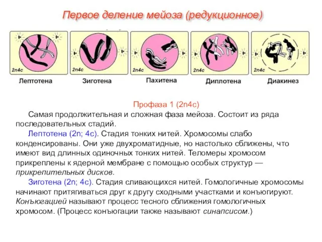 Профаза 1 (2n4с) Самая продолжительная и сложная фаза мейоза. Состоит из ряда