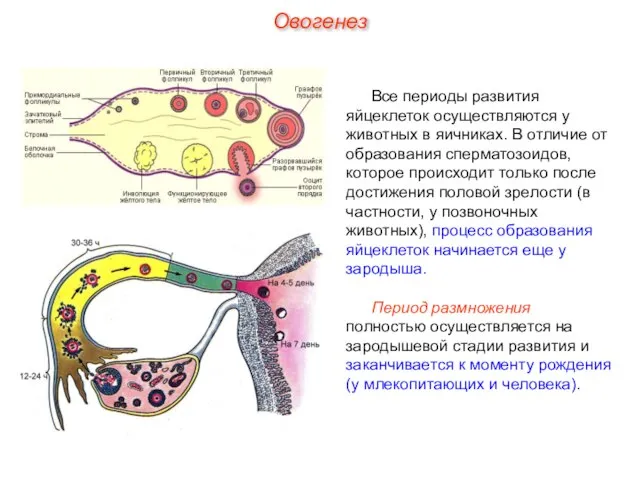 Все периоды развития яйцеклеток осуществляются у животных в яичниках. В отличие от