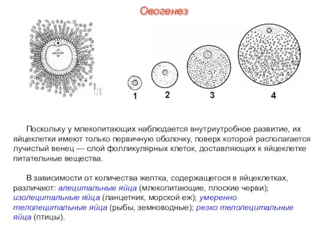 Поскольку у млекопитающих наблюдается внутриутробное развитие, их яйцеклетки имеют только первичную оболочку,