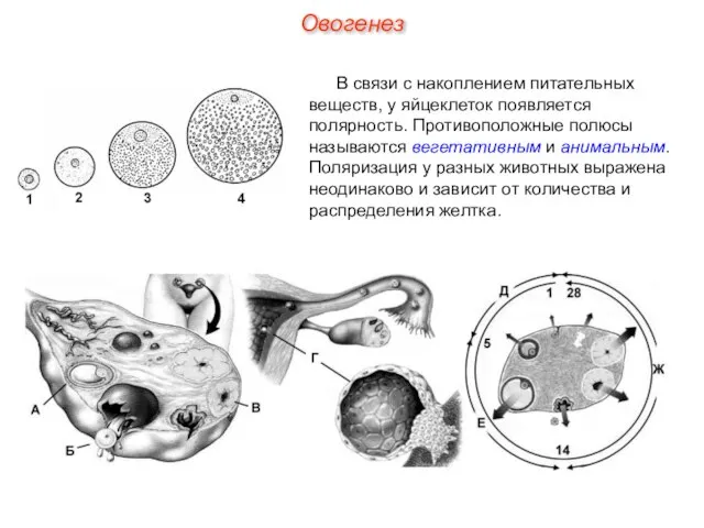 В связи с накоплением питательных веществ, у яйцеклеток появляется полярность. Противоположные полюсы