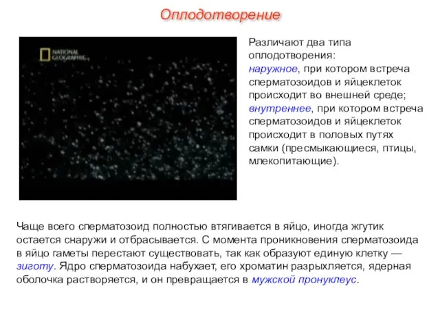 Различают два типа оплодотворения: наружное, при котором встреча сперматозоидов и яйцеклеток происходит