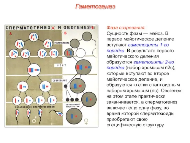 Фаза созревания: Сущность фазы — мейоз. В первое мейотическое деление вступают гаметоциты