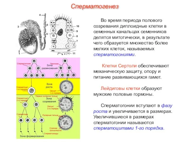 Во время периода полового созревания диплоидные клетки в семенных канальцах семенников делятся