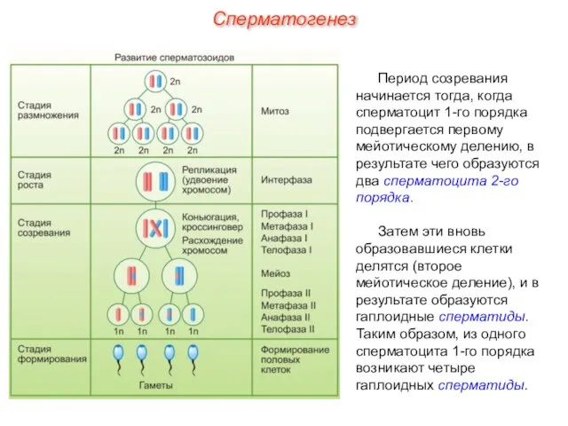 Период созревания начинается тогда, когда сперматоцит 1-го порядка подвергается первому мейотическому делению,