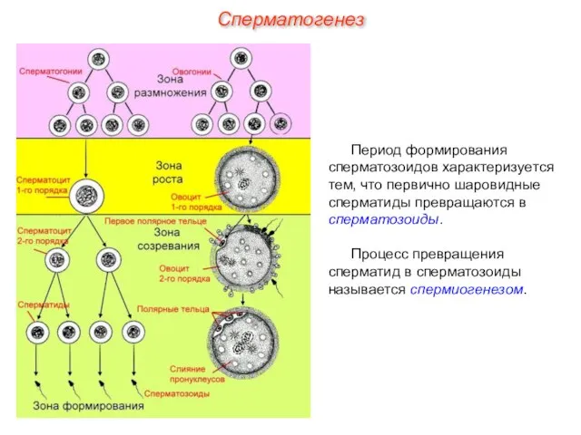 Период формирования сперматозоидов характеризуется тем, что первично шаровидные сперматиды превращаются в сперматозоиды.