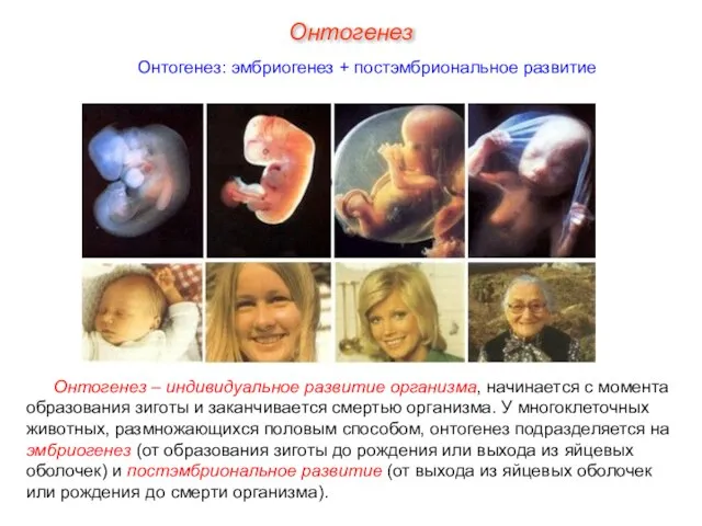 Онтогенез Онтогенез: эмбриогенез + постэмбриональное развитие Онтогенез – индивидуальное развитие организма, начинается