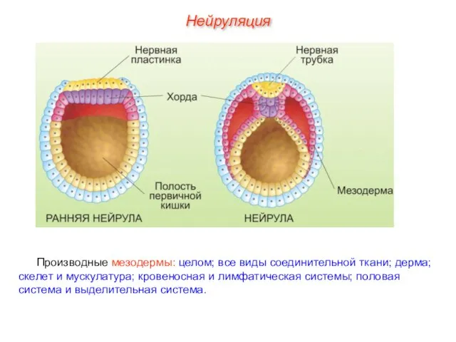 Нейруляция Производные мезодермы: целом; все виды соединительной ткани; дерма; скелет и мускулатура;