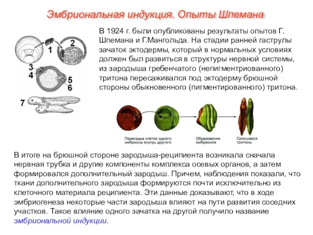 Эмбриональная индукция. Опыты Шпемана В 1924 г. были опубликованы результаты опытов Г.Шпемана