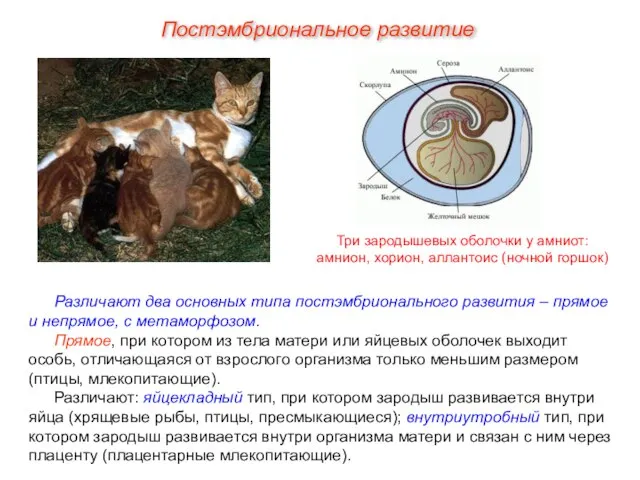 Постэмбриональное развитие Различают два основных типа постэмбрионального развития – прямое и непрямое,