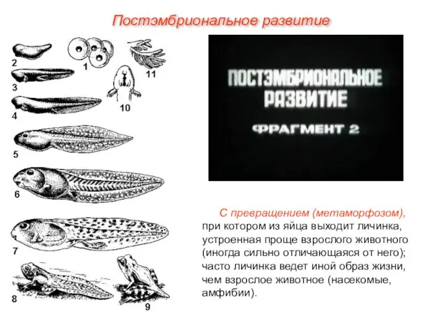 Постэмбриональное развитие С превращением (метаморфозом), при котором из яйца выходит личинка, устроенная