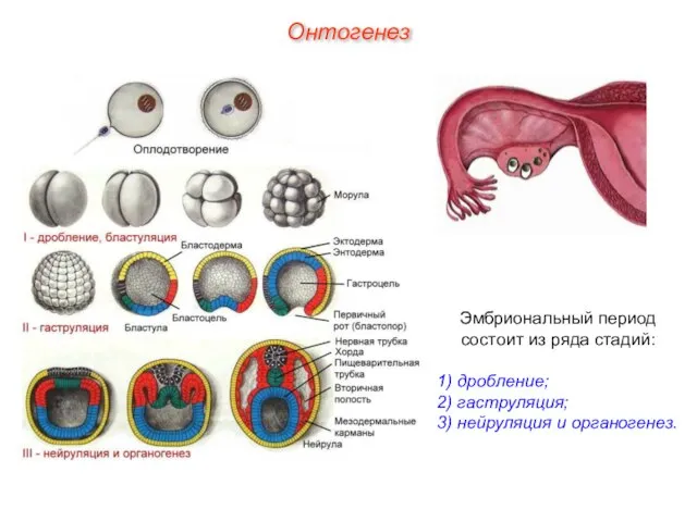 Онтогенез Эмбриональный период состоит из ряда стадий: 1) дробление; 2) гаструляция; 3) нейруляция и органогенез.