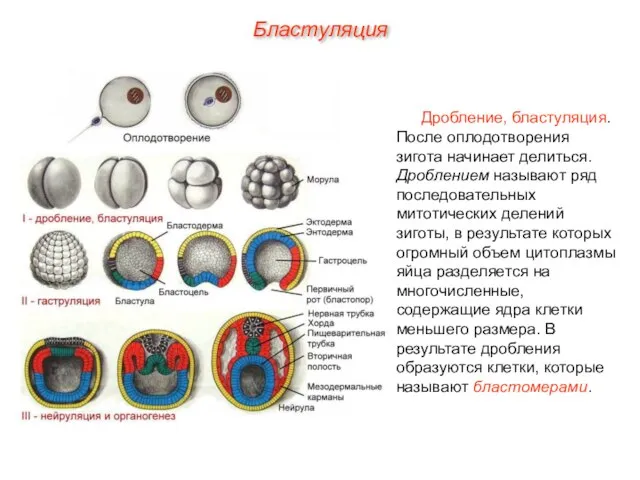 Дробление, бластуляция. После оплодотворения зигота начинает делиться. Дроблением называют ряд последовательных митотических