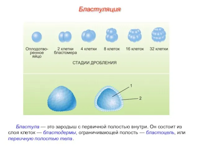 Бластула — это зародыш с первичной полостью внутри. Он состоит из слоя