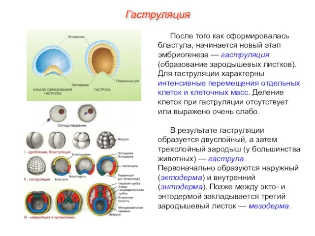 Гаструляция После того как сформировалась бластула, начинается новый этап эмбриогенеза — гаструляция