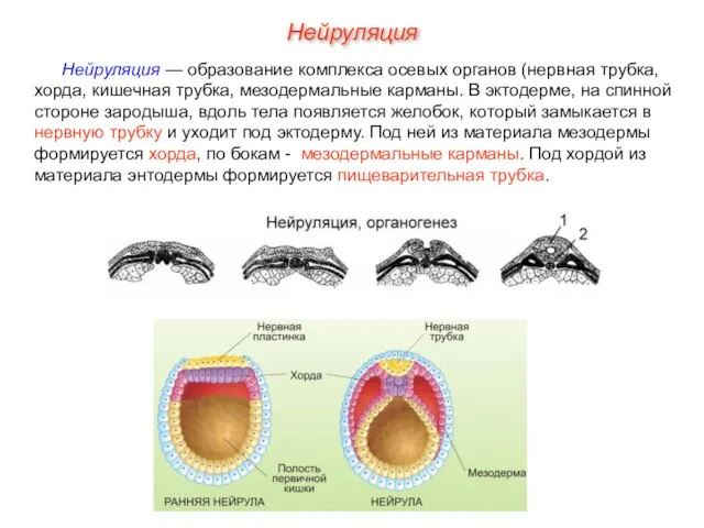 Нейруляция — образование комплекса осевых органов (нервная трубка, хорда, кишечная трубка, мезодермальные