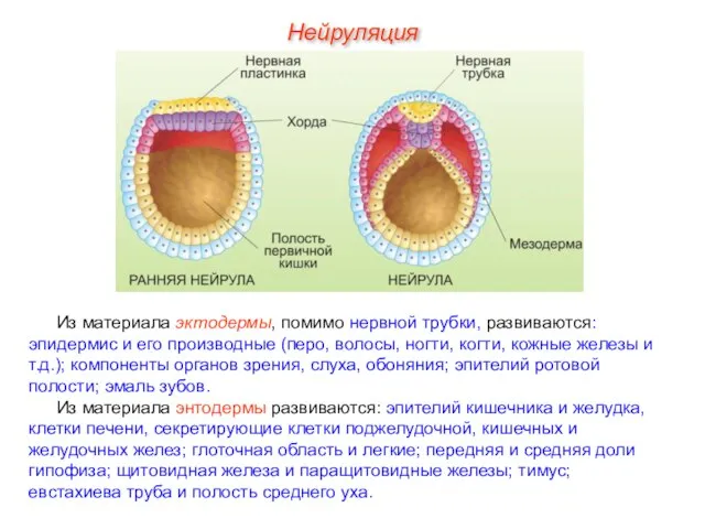 Из материала эктодермы, помимо нервной трубки, развиваются: эпидермис и его производные (перо,