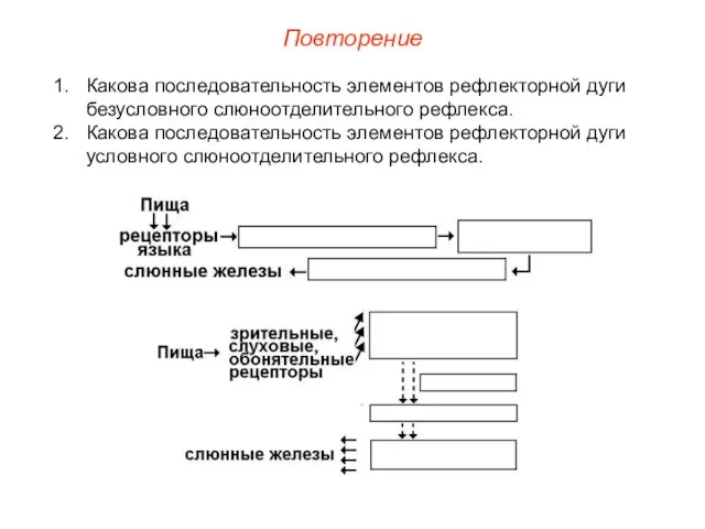 Повторение Какова последовательность элементов рефлекторной дуги безусловного слюноотделительного рефлекса. Какова последовательность элементов