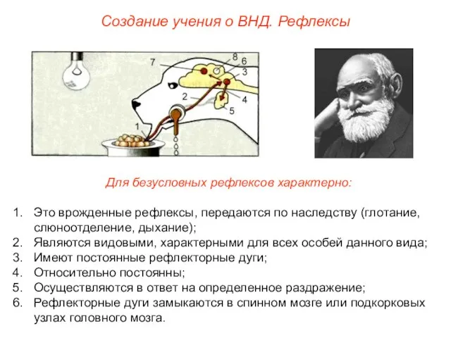 Создание учения о ВНД. Рефлексы Для безусловных рефлексов характерно: Это врожденные рефлексы,