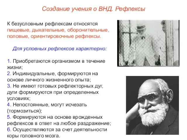 Создание учения о ВНД. Рефлексы К безусловным рефлексам относятся пищевые, дыхательные, оборонительные,