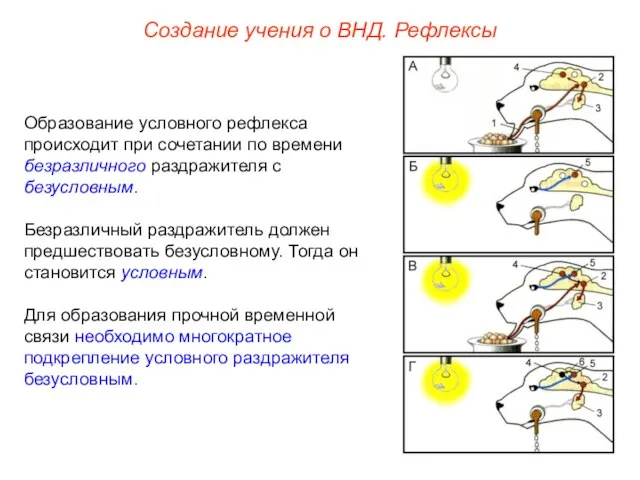 Создание учения о ВНД. Рефлексы Образование условного рефлекса происходит при сочетании по