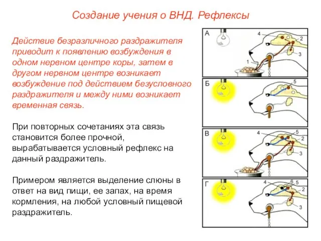 Создание учения о ВНД. Рефлексы Действие безразличного раздражителя приводит к появлению возбуждения