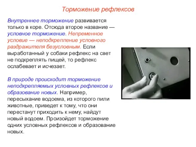 Торможение рефлексов Внутреннее торможение развивается только в коре. Отсюда второе название —