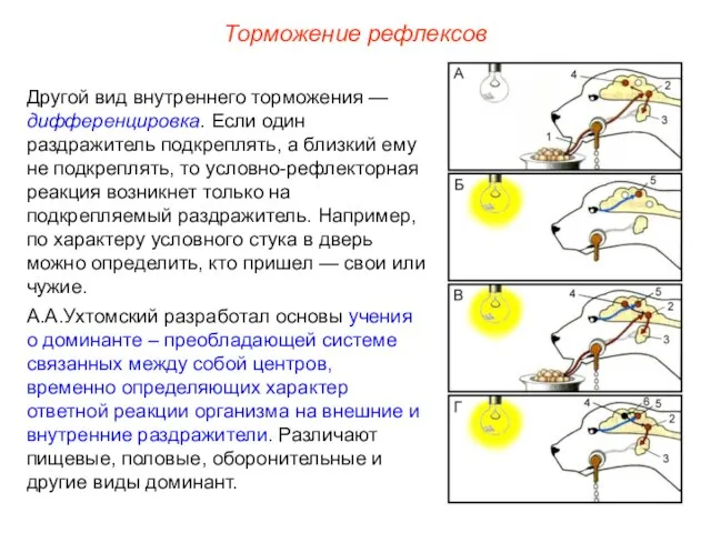 Торможение рефлексов Другой вид внутреннего торможения — дифференцировка. Если один раздражитель подкреплять,