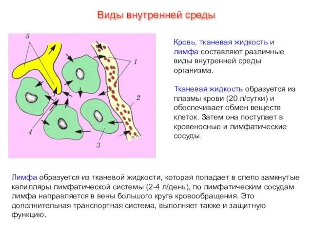 Виды внутренней среды Кровь, тканевая жидкость и лимфа составляют различные виды внутренней