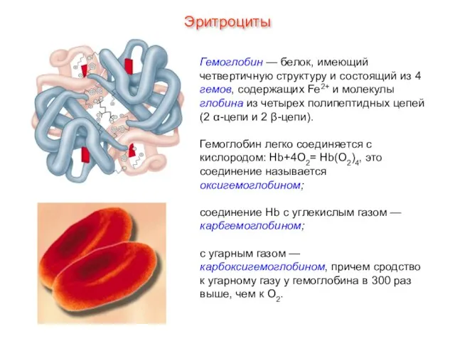 Гемоглобин — белок, имеющий четвертичную структуру и состоящий из 4 гемов, содержащих