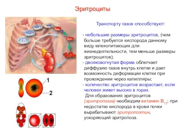 Транспорту газов способствуют: небольшие размеры эритроцитов, (чем больше требуется кислорода данному виду